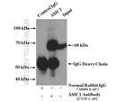 ASIC1 Antibody in Immunoprecipitation (IP)