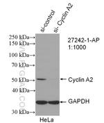 Cyclin A2 Antibody in Western Blot (WB)