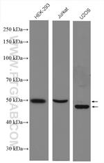 Cyclin A2 Antibody in Western Blot (WB)