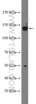 RBL2 Antibody in Western Blot (WB)