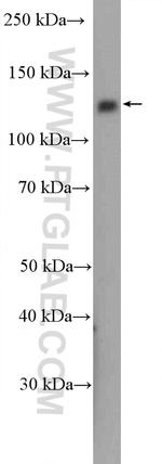 RBL2 Antibody in Western Blot (WB)