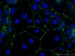 Occludin Antibody in Immunocytochemistry (ICC/IF)