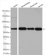 Occludin Antibody in Western Blot (WB)