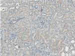 Occludin Antibody in Immunohistochemistry (Paraffin) (IHC (P))