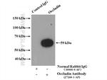 Occludin Antibody in Immunoprecipitation (IP)