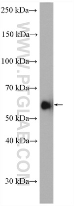 Occludin Antibody in Western Blot (WB)