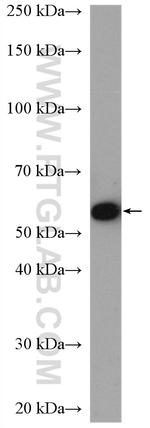 Occludin Antibody in Western Blot (WB)