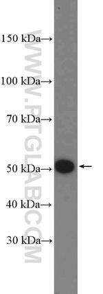 KANSL2 Antibody in Western Blot (WB)