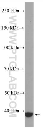 GNAQ Antibody in Western Blot (WB)