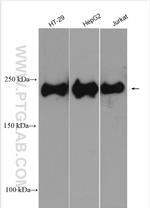 KIF20B Antibody in Western Blot (WB)