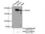 KIF21A Antibody in Immunoprecipitation (IP)