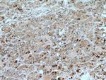 TSH beta Antibody in Immunohistochemistry (Paraffin) (IHC (P))