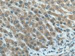 Chordin Antibody in Immunohistochemistry (Paraffin) (IHC (P))