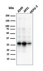 Glutamate-Cysteine Ligase Regulatory Subunit Antibody in Western Blot (WB)