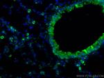 COX2/ Cyclooxygenase 2 Antibody in Immunohistochemistry (PFA fixed) (IHC (PFA))