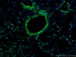 COX2/ Cyclooxygenase 2 Antibody in Immunohistochemistry (PFA fixed) (IHC (PFA))