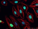 KI67 Antibody in Immunocytochemistry (ICC/IF)