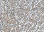 EDEM3 Antibody in Immunohistochemistry (Paraffin) (IHC (P))