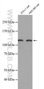 EDEM3 Antibody in Western Blot (WB)