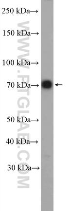 IFT74 Antibody in Western Blot (WB)