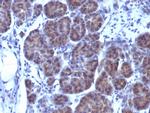 GLG1 (Golgi Glycoprotein 1) Antibody in Immunohistochemistry (Paraffin) (IHC (P))