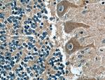 CNTF Antibody in Immunohistochemistry (Paraffin) (IHC (P))