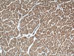 RARS Antibody in Immunohistochemistry (Paraffin) (IHC (P))