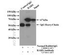 RARS Antibody in Immunoprecipitation (IP)