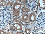 AP50 Antibody in Immunohistochemistry (Paraffin) (IHC (P))