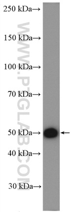 AP50 Antibody in Western Blot (WB)