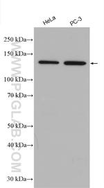 SEMA4A Antibody in Western Blot (WB)