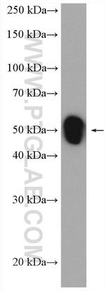 TACSTD2/TROP2 Antibody in Western Blot (WB)