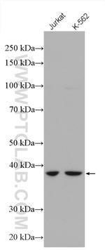 ADAL Antibody in Western Blot (WB)