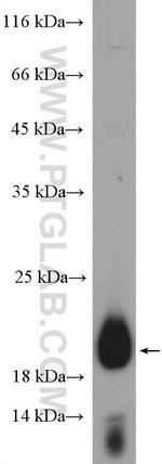 C19orf12 Antibody in Western Blot (WB)