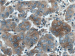 DVL1 Antibody in Immunohistochemistry (Paraffin) (IHC (P))