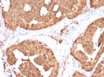 Glyoxalase 1 (GLO1) Antibody in Immunohistochemistry (Paraffin) (IHC (P))