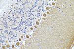 RGS8 Antibody in Immunohistochemistry (Paraffin) (IHC (P))