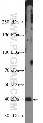 PRKACA Antibody in Western Blot (WB)