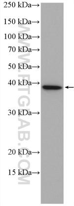 PRKACA Antibody in Western Blot (WB)