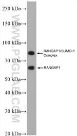 RanGAP1 Antibody in Western Blot (WB)