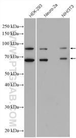 RanGAP1 Antibody in Western Blot (WB)