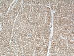 NPPA Antibody in Immunohistochemistry (Paraffin) (IHC (P))