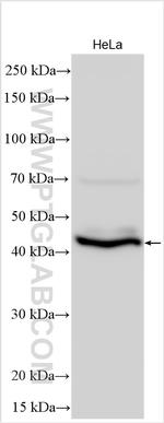 NODAL Antibody in Western Blot (WB)