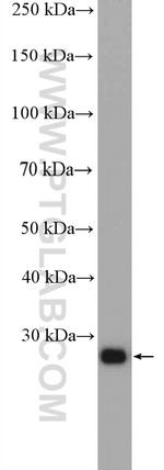 RAB34 Antibody in Western Blot (WB)