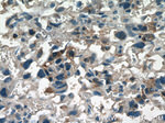 GDF15 Antibody in Immunohistochemistry (Paraffin) (IHC (P))