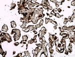 GDF15 Antibody in Immunohistochemistry (Paraffin) (IHC (P))