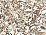 RRAS Antibody in Immunohistochemistry (Paraffin) (IHC (P))