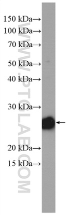 RRAS Antibody in Western Blot (WB)