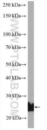 RRAS Antibody in Western Blot (WB)