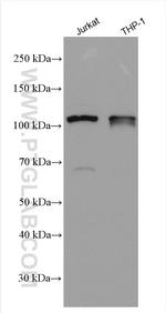 NLRP3 Antibody in Western Blot (WB)